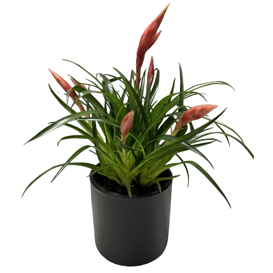 indoor-plant-Vriesea-in-black-pot