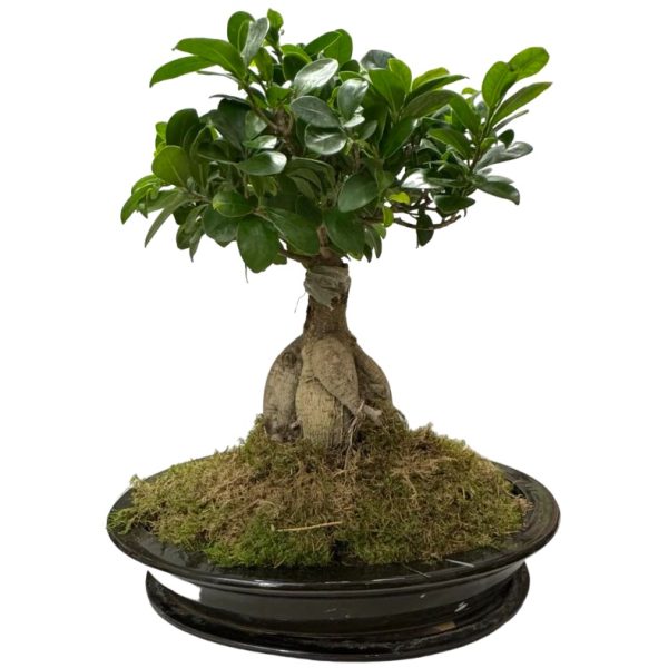 bonsai-plant-in-black-pot