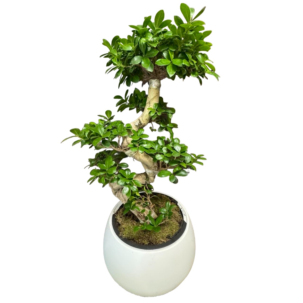 large-bonsai-plant-in-large-white-pot