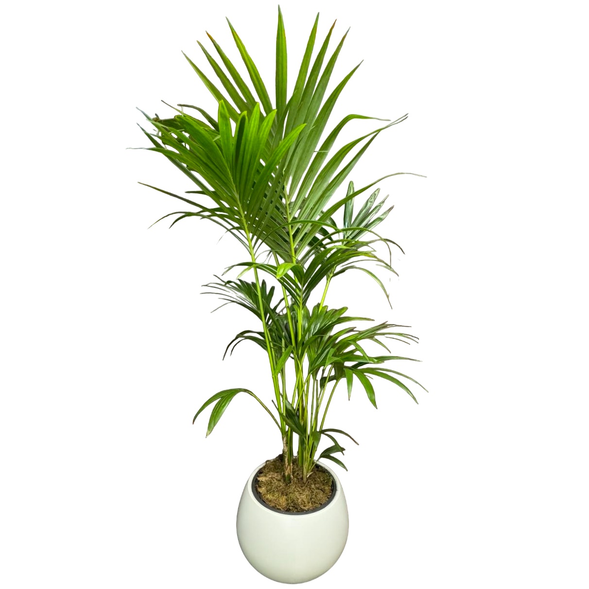 large-kentia-plant-in-beatiful-large-white-pot