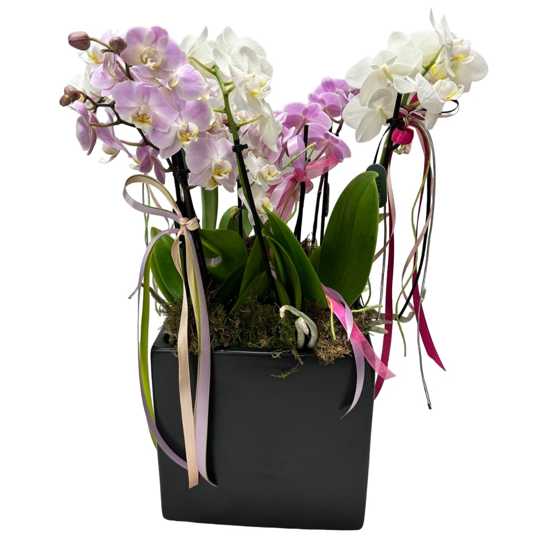 orxidea-phalaenopsis-aspri-kai-roz-se-mavro-pot